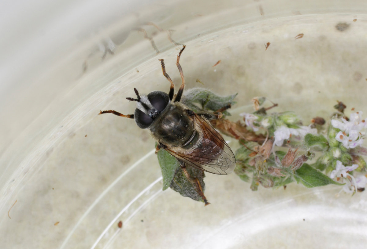 Syrphidae: Merodon sp., femmina